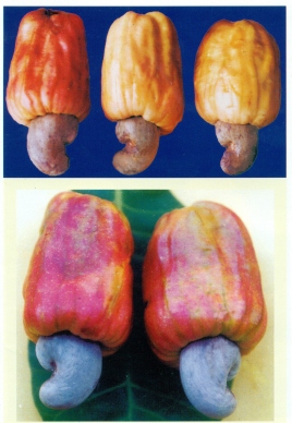 Anagha (H-8-1)